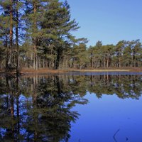 Оттенки весны .. :: Татьян@ Ивановна