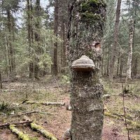 Утконос подмосковья). :: Любовь 