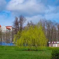 Красота пробуждения природы ... :: Ravile 