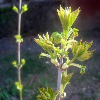 Весеннее :: Елена Семигина Весеннее :: Елена Семигина