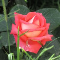 Розы... розы... :: viach 