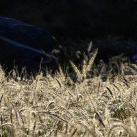 Ностальгия. :: Alexander Amromin