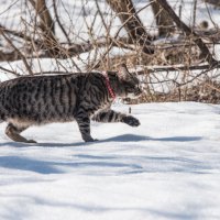 Охота пуще неволи... :: Владимир Безбородов