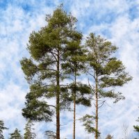 Три сосны :: Oleg S