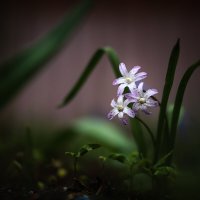 Хионодокса :: Игорь Шевченко