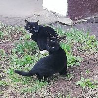 Кошка с котёнком :: Ольга Довженко