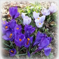 Нежные крокусы :: Наталья ***