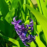 Гиацинт :: Татьяна Пальчикова