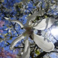 "Улыбчивый апрель, держись, Лети легко под облаками..." :: Галина