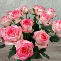 Розовое чудо :: Надежда 