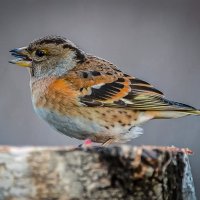 Вьюрок :: Aleksey Afonin