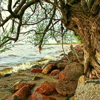 Весна, первая зелень :: В.И 