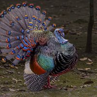 Глазчатая индейка :: Aleksey Afonin