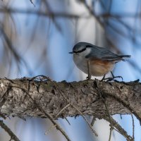 Поползень :: Виктор Иванович Чернюк