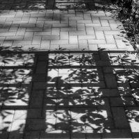 .. узорчатая тень клематисов.. :: galalog galalog