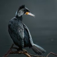 В чащах юга ... :: Александр Плеханов