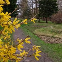 Форзиция тут как тут :: Галина Бобкина