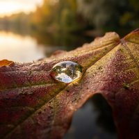 Парк в капле воды :: Лилия 