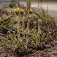 Проростают цветы сквозь асфальт. :: Николай