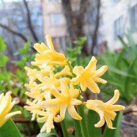 Гиацинт :: Сапсан 