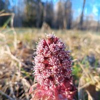 Белокопытник :: Сапсан 