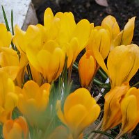 Костёр :: Светлана 