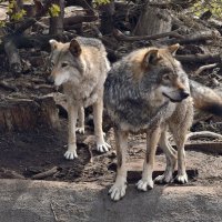 Волки :: <<< Наташа >>>