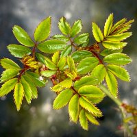 Розовые побеги. :: Любовь Розовые побеги. :: Любовь