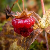 Ягода малины :: Лилия 