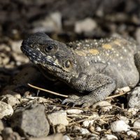 Стеллион. :: Alexander Amromin