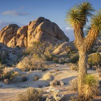 Joshua Tree National Park :: Валерий Кокорев Joshua Tree National Park :: Валерий Кокорев