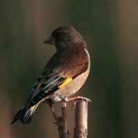 Китайская зеленушка :: Yudong Liu