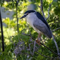 Кваква. :: Alexander Amromin