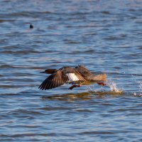 крохаль :: Сергей Флетчер крохаль :: Сергей Флетчер