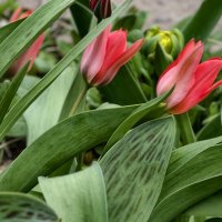 Весна в разгаре :: Мариша Тим