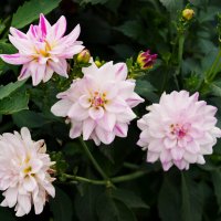 Цветы. :: сергей ермошкин