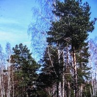 Апрельский лес :: Людмила Смородинская