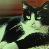 Я отдыхаю :: Людмила Смородинская