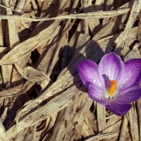 Музеон в марте :: Михаил Бибичков