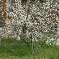 цветет вишня :: Игорь Сикорский