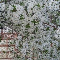 Прошлогодний апрель был куда веселей :: Елена Шаламова