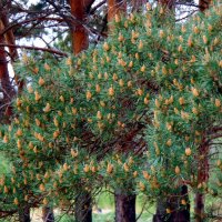 Весна и сосна. :: nadyasilyuk Вознюк