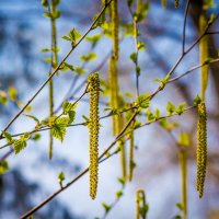 Прекрасные мгновения весны ... :: Ravile 