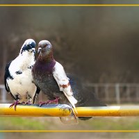 Душевный разговор :: Владимир Кроливец Душевный разговор :: Владимир Кроливец