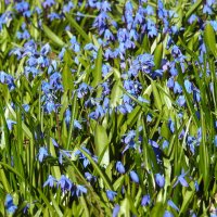 весенние зарисовки :: ИННА ПОРОХОВА