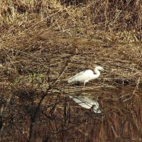 весенние зарисовки :: ИННА ПОРОХОВА