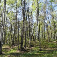 Апрельские зарисовки :: Рита Симонова