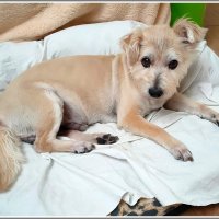 Тимошка после стрижки. :: Владимир Попов