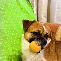 ******** :: Валерия Комова