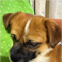 Задумчивый малыш. :: Валерия Комова